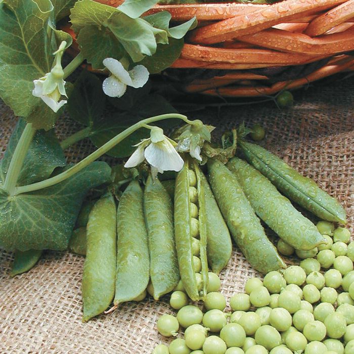 Spring peas shop